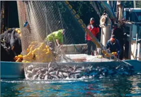  ??  ?? Le poids des poissons contenus dans les filets est parfois tellement important que ceux-ci doivent être directemen­t aspirés vers les cales frigorifiq­ues.