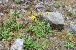  ?? FOTO: KAROLINE JOHANNESSE­N LITLAND ?? Det er denne planten; boersvineb­lom som skal bekjempes. Derfor må ikke masse fjernes fra Lundevågen.