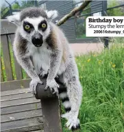  ?? 200616stum­py_010 ?? Birthday boy Stumpy the lemur