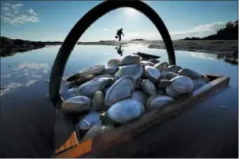  ?? AP PHOTO/ROBERT F. BUKATY ?? In this 2016 photo, a friend’s basket of clams sit in the water as Mike Suprin, of Rollinsfor­d, N.H., calls it a day after filling his basket with softshell clams at Cape Porpoise in Kennebunkp­ort, Maine.