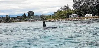  ?? LARA BRUCE-MILLER ?? One of the orca spotted in Ruby Bay.