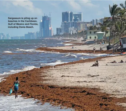  ??  ?? Sargassum is piling up on beaches in the Caribbean, Gulf of Mexico and Florida, including Dania Beach.