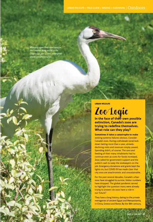  ??  ?? Whooping crane (Grus americana) in the Canadian Wilds exhibit at the Calgary Zoo, part of their endangered­species breeding program