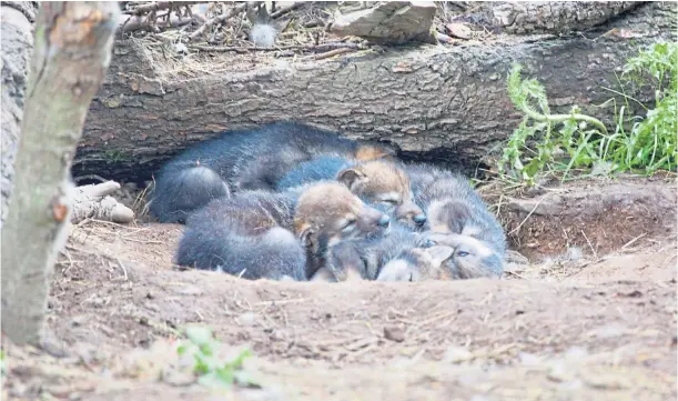  ?? ?? CONSIDERED OPTIONS: One ‘breach’ broke through an electric fence carrying 8,500 volts. Picture shows the wolves when they were cubs.