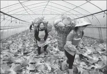  ?? CHEN JIONGJI / FOR CHINA DAILY ?? Villagers harvest cabbages in a greenhouse in Nayong county, Guizhou province.