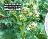  ??  ?? Crambe maritima, or sea kale, is as tasty as it is pre y