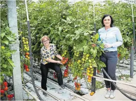  ??  ?? Landwirtsc­haftsminis­terin Köstinger gestern zu Besuch bei der Wiener Gemüsebaue­rnfamilie Schippani.