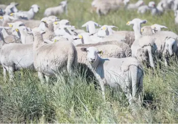  ?? NIC COURY/THE NEW YORK TIMES ?? Sheep graze May 3 at Paicines, a winery and ranch in San Benito County, California.