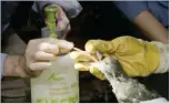  ??  ?? Researcher­s use seawater to flush out a bird’s stomach. bbc.com