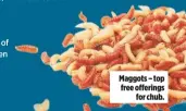  ??  ?? Maggots – top free offerings for chub.