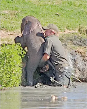 Push comes to shove in race to save baby jumbo - PressReader