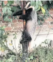  ??  ?? A badger got stuck in a pear tree in Harefield