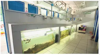  ??  ?? Check out SK Lok Yuk Inanam’s bathrooms that bagged a Five Star award from Kota Kinabalu City Hall. The bathrooms have aquariums within it and bear an ecological theme.