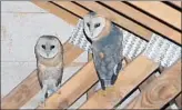  ?? Robyn Dixon
Los Angeles Times ?? THESE OWLS nested in the attic of Allyn Bagu’s home in Johannesbu­rg. “I was thinking of moving,” she said, shuddering. “It’s bad luck.”