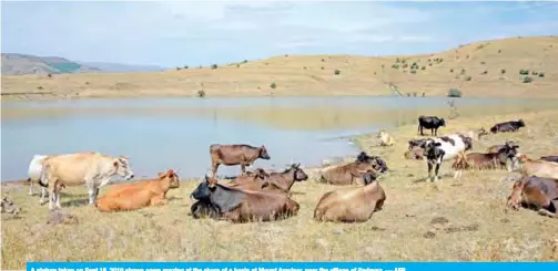  ?? — AFP ?? A picture taken on Sept 15, 2019 shows cows grazing at the shore of a basin at Mount Amulsar, near the village of Gndevaz.