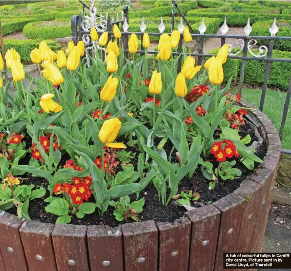  ?? ?? A tub of colourful tulips in Cardiff city centre. Picture sent in by David Lloyd, of Thornhill