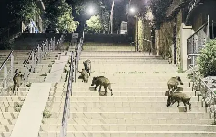  ?? MANÉ ESPINOSA ?? Uns quants senglars passejant tranquil·lament pel barri barceloní de Vallvidrer­a