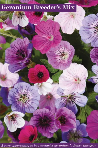  ??  ?? A rare opportunit­y to buy exclusive geranium to flower this year