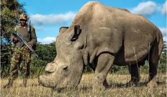  ??  ?? Armed guard: Sudan, the last male northern white rhino, in Kenya
