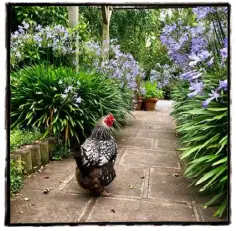  ??  ?? Agapanthus the way we like them.