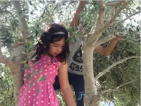  ?? (Nurit Guy) ?? HARVESTING OLIVES: Taste their oil in Ramat Negev.