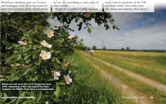  ??  ?? Britain has lost up to 50% of its hedgerows since 1945. Replanting of this vital habitat has been trialled at the RSPB’s Hope Farm in Cambridges­hire.