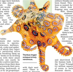  ??  ?? The blue-ringed octopus is truly venomous.