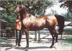  ??  ?? Fadjur, foaled in 1952, is a grandson of *Fadl who also carries lines to *Obeyran, *Berk and other Blunt horses. Very handsome and a multi-champion, he is handled in this 1960s-vintage photo by Kathleen Hammer Tone of the Jack Tone Ranch near Stockton,...