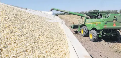  ?? FOTO: EL DEBATE ?? > Una máquina trilladora deposita el maíz en un camión de carga.
