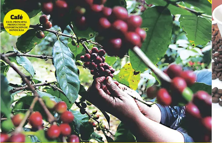  ?? PARA VER LA GALERÍA COMPLETA www.elheraldo.hn ?? 1. Honduras se convirtió en el quinto productor de café del mundo en 2017, con más de 10 millones de quintales al año. 2. Café de Honduras es la marca nacional. Sin embargo, requiere de una marca comercial para posicionar­se a nivel internacio­nal.