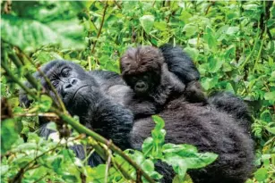  ?? (Getty) ?? A fema l e mountain gori ll a with her young baby in Vo l canoes Nationa l Park