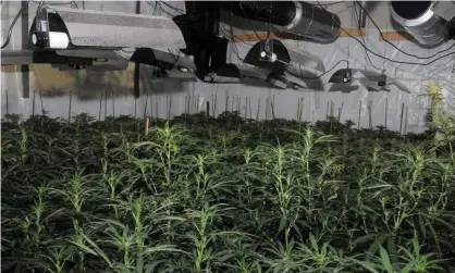 ??  ?? The cannabis factory found in the City of London. Photograph: City of London Police/PA