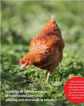  ??  ?? Ingestion of chemicals used in insecticid­es can cause gasping and shortness of breath. NEXT MONTH: the most common respirator­y diseases in chickens, PLUS the ones not yet in NZ that you need to watch out for.