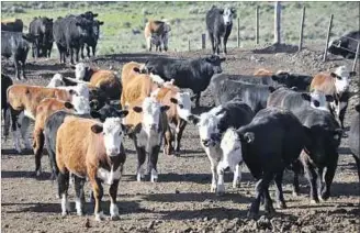  ??  ?? CORRAL DE ENGORDE. Menos volumen de ganado encerrado y ventajas de carne más ajustadas.