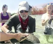  ??  ?? Marine biologist samuel ‘ doc’ Gruber handles a lemon shark in the Bahamas. Forty years after the release of the blockbuste­r movie Jaws, shark tourism is helping to revise interest in shark species. — aFP