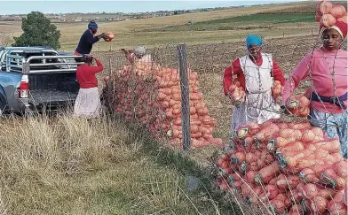  ?? FOTO: PETER MASHALA ?? ’n Opkomende groenteboe­rdery by Idutywa in die Oos-Kaap. Die vereniging vir watergebru­ikersveren­igings waarsku oor onbedoelde gevolge as bemagtigin­gsvereiste­s vir opkomende boerderye té rigied toegepas word.