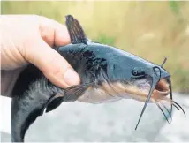  ?? Picture / Glenn McLean ?? Catfish have spread to Lake Rotoiti, the first threat to the Rotorua lakes.