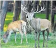  ?? FOTO: PRIVAT ?? Die Frau (l.) vom Hirsch heißt Alt-Tier, und nicht etwa Hirschkuh.