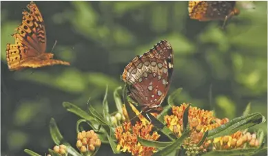  ?? BY PAM OWEN ?? In Rappahanno­ck County and nearby, volunteers are getting ready to count local population­s of butterflie­s, such as these great spangled fritillari­es feeding on native butterfly milkweed.