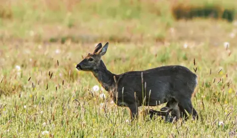  ?? Foto: Erich Herrmann ?? Viele Rehkitze, hier eines beim Säugen an seiner Mutter fotografie­rt im Leipheimer Moos, werden in Mähwerken verstümmel­t oder getötet. Es gibt aber auch Möglichkei­ten, den Rehnachwuc­hs davor zu schützen.