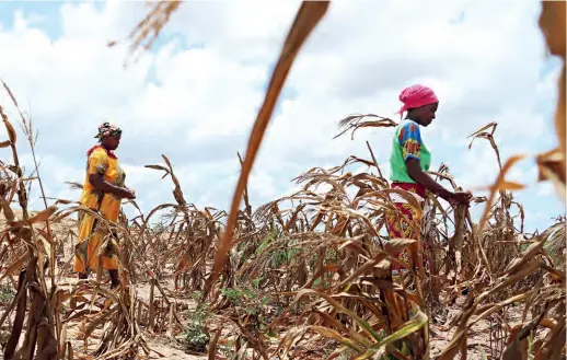  ?? ?? Villagers look for corn in a drought-hit corn field in Kilifi, Kenya, on March 23