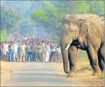  ??  ?? ■ The SC order to shut down resorts obstructin­g elephant corridors renewed national attention on the Nilgiris, with several properties being forced to move out. PTI FILE