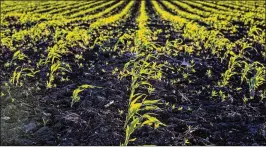  ?? LANNIS WATERS / THE PALM BEACH POST ?? No frost was seen in a field of young corn outside Belle Glade just after sunrise Thursday morning. It was 40 degrees at 25 minutes before dawn.