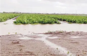  ?? Suministra­da ?? MUY FUERTE. José Araús, de la Hacienda María Jimena, en Salinas, reclamó que no ha recibido apoyo por parte del Departamen­to de Agricultur­a.