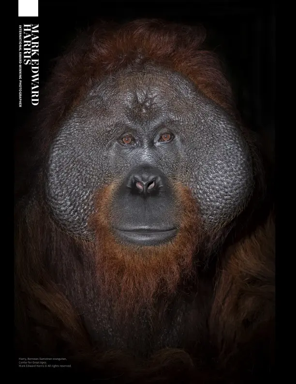  ?? ?? Harry, Bornean-Sumatran orangutan, Center for Great Apes.
Mark Edward Harris © All rights reserved.