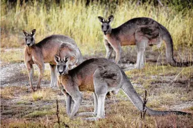  ?? Mark Graham / Associated Press ?? The grey kangaroo is among the four kangaroo species hunted in Australia.