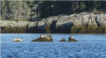  ??  ?? Harbour seals right) are just one of the many wildlife species found on the archipelag­o. An aerial view of the beach connecting Borgles Island opposite, left) and Middle Island.