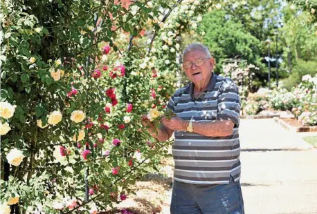  ?? PHOTO: BEV LACEY ?? UNIQUE ROSES: A new garden will open in the Queensland State Rose Garden today in honour of the late Rod Hultgren who passed away earlier this year.
