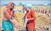  ??  ?? Last few years have witnessed surplus production of potatoes but the crop has not been promptly transporte­d to other states. HT FILE