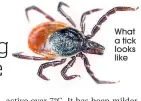  ??  ?? What a tick looks like